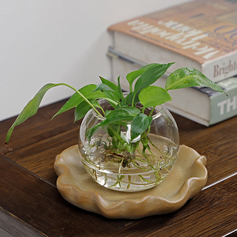 ブラジル産木製水耕栽培プラント用ラッキーウッドトレイ、粗陶器 - Drip Tray Saucer のレビューと価格