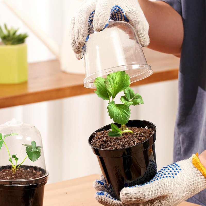 育苗ポット 植木鉢 ガーデニング 苗木 家庭菜園 ミニポット - Bonsai Garden Nursery のレビューと価格