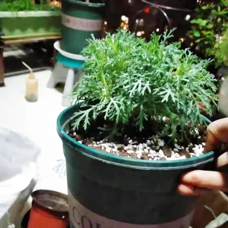 1L/2L パーライトペレット構成栄養土壌植物苗床通気性緩い - Bonsai Garden Nursery のレビューと価格