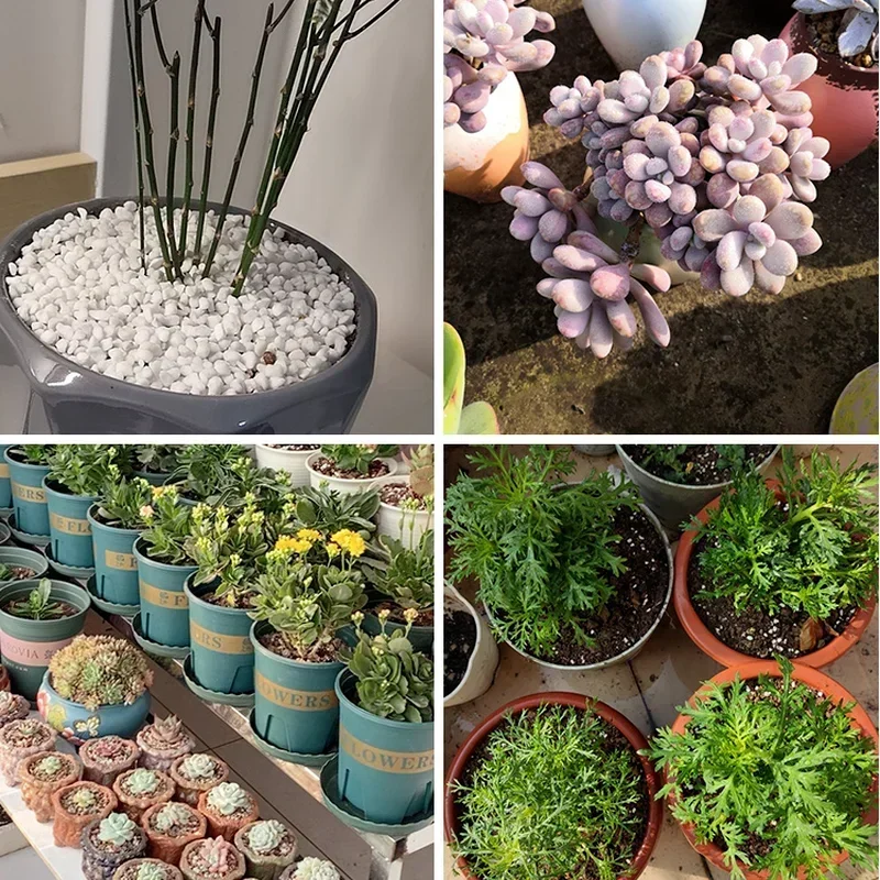 1L/2L パーライトペレット構成栄養土壌植物苗床通気性緩い - Bonsai Garden Nursery のレビューと価格