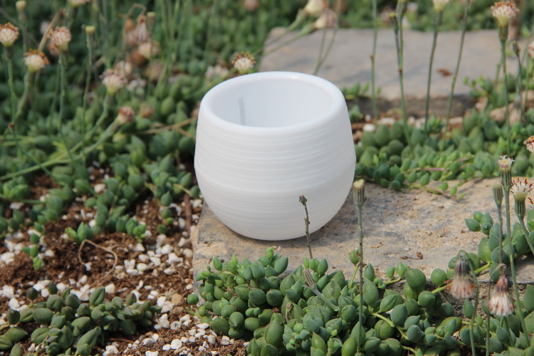 ガーデニングミニプラスチックフラワーポット保育園ポット、ホー - Bonsai Garden Nursery のレビューと価格